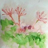 fiona tracey - Floribunda Online