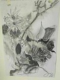 jo polmear - Floribunda Online
