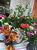 barbara kennington - Floribunda Online