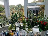 tessa phillips - Floribunda Online