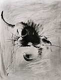 Study 2 - Charlotte Wyatt