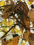 emma moore - Embodied Drawing - Oct 2020