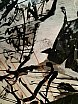gillian thomas - Embodied Drawing January 2021