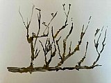 jenny pearce - Experiments in Watercolour March 2021