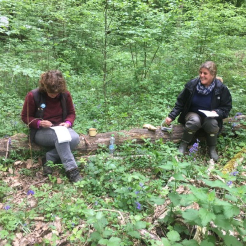 Woodland Diaries